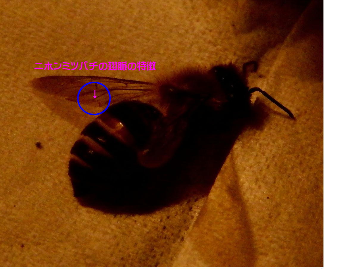 ニホンミツバチの脈翅